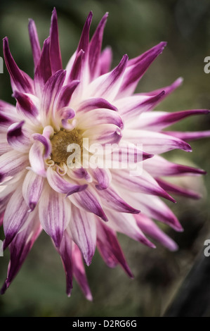 Dahlia cultivar, Dalia, Viola. Foto Stock