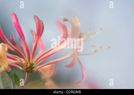 Lonicera periclymenum, caprifoglio, Rosa. Foto Stock