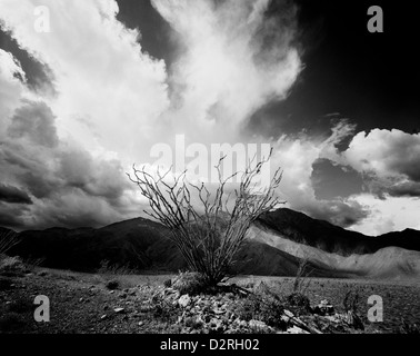 BW01650-00...CALIFORNIA - Ocotillo cactus e nuvole temporalesche su San Ysidro Montagne in Anza-Borrego Desert State Park. Foto Stock