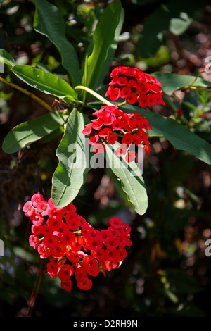 La corona di spine, Euphorbia milii var. hislopii, Euphorbiaceae. Antananarivo, Madagascar, Africa. Foto Stock