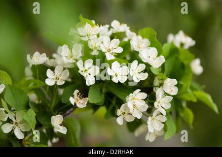 Prunus cerasus 'Surefire' ciliegio, di ciliege acide, fiore bianco fiore su un albero. Foto Stock