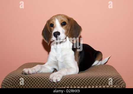 Giovani beagle giacente su una parte di divani Foto Stock