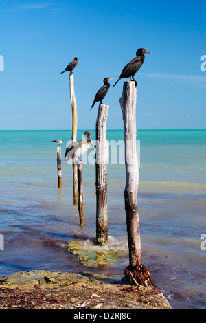 Uccelli nautico appollaiato su pali di legno, Isla Holbox, Mexic Foto Stock