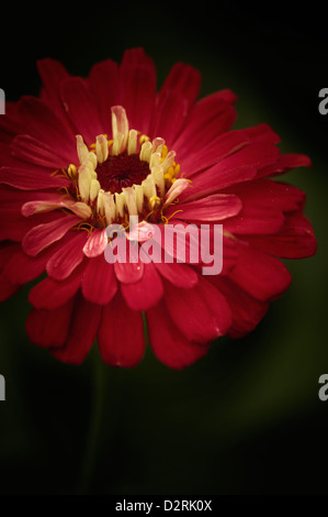 Zinnia elegans cultivar, Zinnia, rosso. Foto Stock