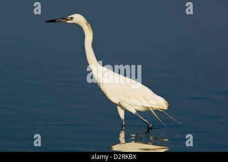 Reddish garzetta (Egretta rufescens) in adulti fase bianco la caccia in shallow appartamenti vicino a Port Aransas Texas Foto Stock