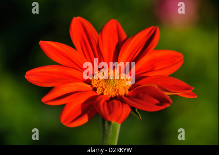 Rundblaettrige Tithonie (Tithonia rotundifolia) • Landkreis Schwaebisch Hall, Baden-Wuerttemberg, Deutschland Foto Stock