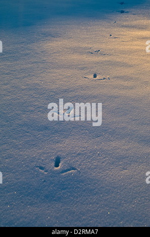 Il tacchino selvatico (Meleagris gallopavo) tracce nella neve, Pampa Texas Foto Stock