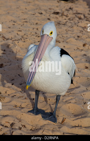 Pelican Foto Stock