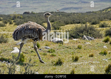 Ñandu (Darwin o lesser rhea), Parco Nazionale Torres del Paine, Patagonia, Cile Foto Stock