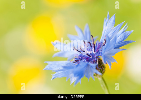 Centaurea cyanus, Fiordaliso, fiore blu contro il giallo e il verde giardino sfondo. Foto Stock