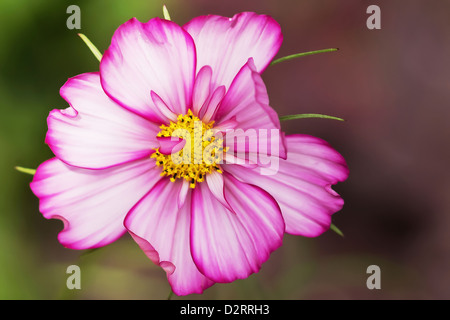 Cosmo cultivar, Cosmos, Rosa oggetto. Foto Stock