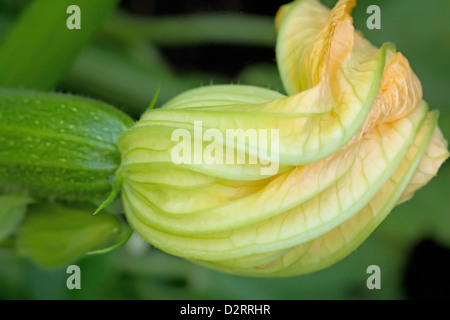 Cucurbita pepo, la zucchina, oggetto verde, sfondo verde. Foto Stock
