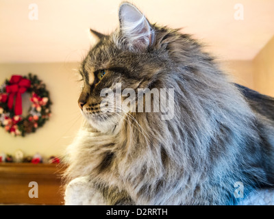 Domestico con i capelli lunghi Cat Foto Stock