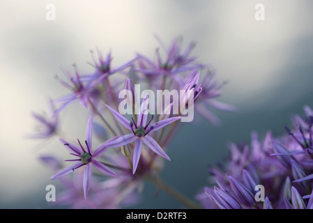 Allium cultivar, Allium, viola l'oggetto. Foto Stock