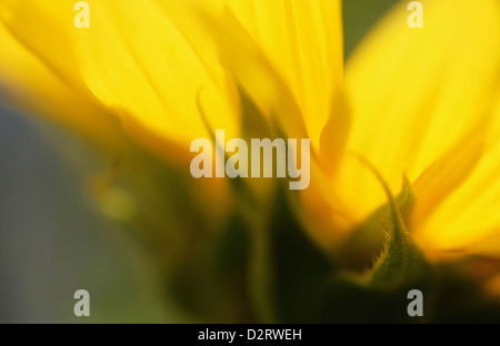 Helianthus annuus, girasole, giallo oggetto. Foto Stock