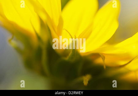 Helianthus annuus, girasole, giallo oggetto. Foto Stock