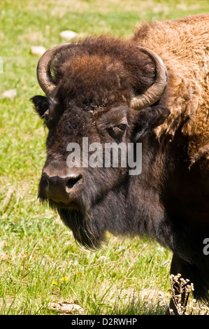 Closeup ritratto della testa di un bisonte americano o bufalo americano, Custer State Foto Stock