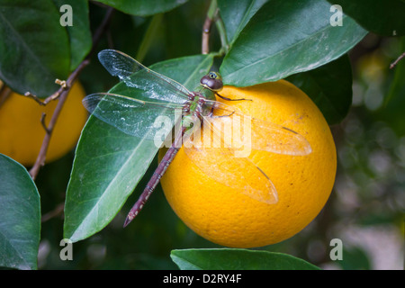 Verde comune Darner (Anax junius) poggiante su orange in agrumeto, missione, Texas Foto Stock