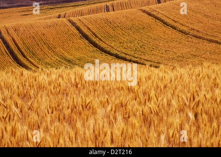 Stati Uniti d'America, Washington, Palouse paese, campi di Golden il raccolto di frumento Foto Stock