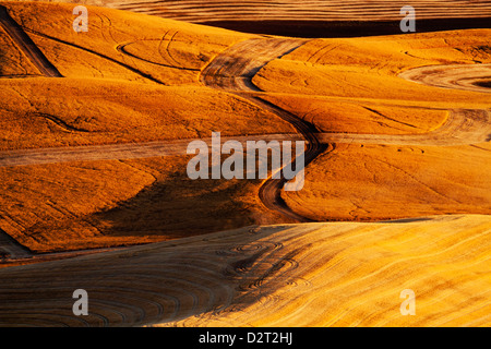 Nord America, Stati Uniti d'America, Washington, Palouse paese, campi di Golden il raccolto di frumento Foto Stock