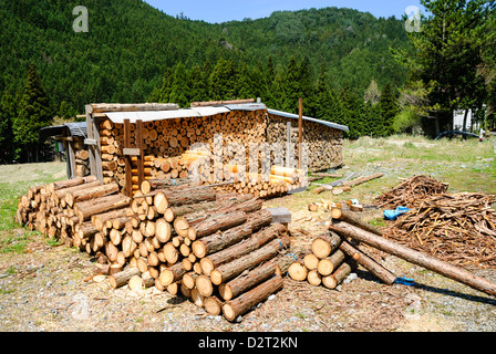Legname e silvicoltura: pila dei registri, tagliati dal recente legno boscose, pronto per l'inverno. Foto Stock
