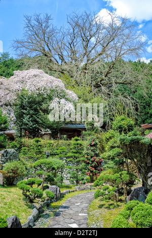 Giardino giapponese; parte di un ryokan (sistemazione tradizionale); giardino con fiori di ciliegio; molla; Foto Stock