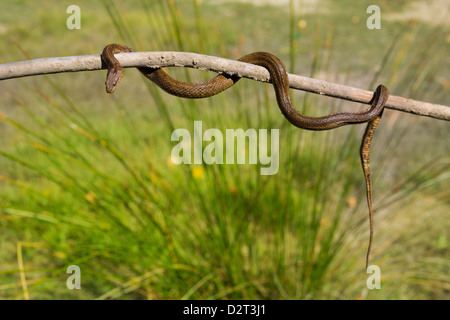 Fiume Snake sul bastone di legno con sfondo sfocato outdoor Foto Stock