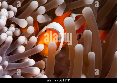 Clark (anemonefish Amphiprion clarkii), Komodo, Indonesia, Asia sud-orientale, Asia Foto Stock