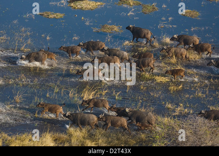 Stampede di Cape Buffalo Foto Stock