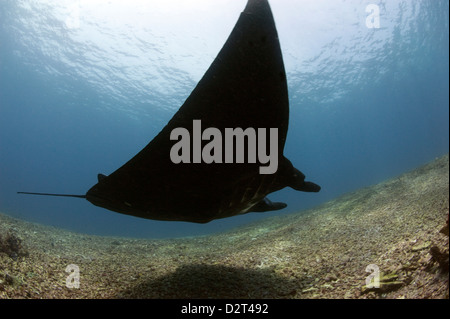 Manta ray su macerie reef, Komodo, Indonesia, Asia sud-orientale, Asia Foto Stock