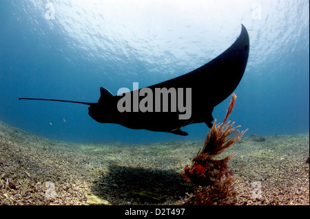 Manta ray su macerie reef, Komodo, Indonesia, Asia sud-orientale, Asia Foto Stock