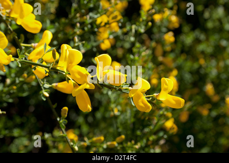 Ginestra close up Foto Stock