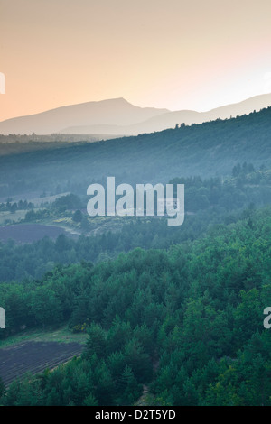 Campi di lavanda nei pressi di Sault, Vaucluse Provence, Francia Foto Stock