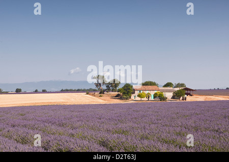 Una casa tra i campi di lavanda sul Plateau de Valensole, Alpes de Haute-Provence, Provence, Francia Foto Stock