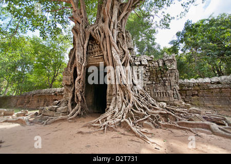 Ta Som, radici gigante overgrowing sul gopura (cancello di ingresso), Angkor, Siem Reap, Cambogia, Indocina Foto Stock