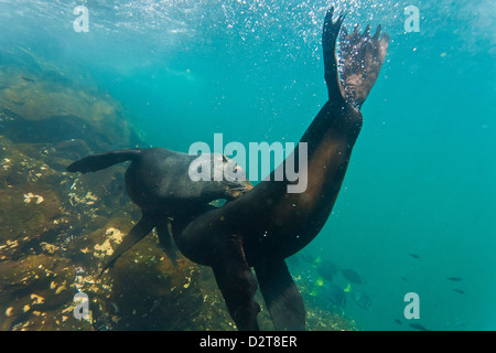 Le Galapagos pelliccia sigillo (Arctocephalus galapagoensis) tori mock-combattimenti subacquei, Genovesa Island, Isole Galapagos, Ecuador Foto Stock