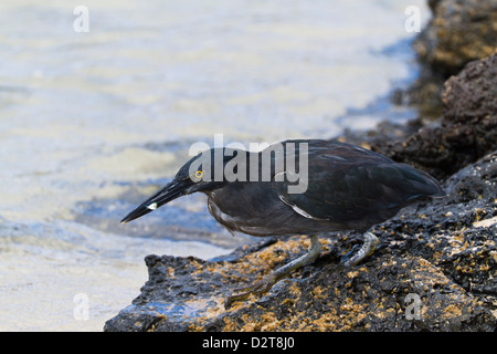 Airone di lava (airone striato) (Butorides striata), Puerto Egas, isola di Santiago, Galapagos, Ecuador, Sud America Foto Stock