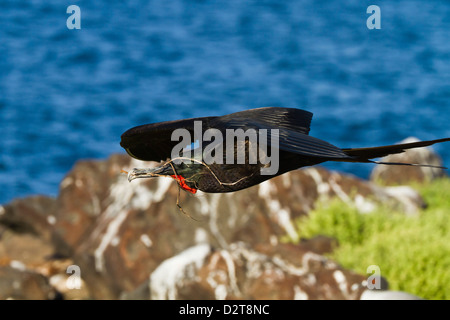 Maschio adulto magnifico frigatebird (Fregata magnificens), Las Bachas, Isola di Santa Cruz, Isole Galapagos, Ecuador Foto Stock