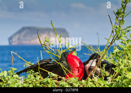 Maschio adulto magnifico frigatebird (Fregata magnificens), North Seymour Island, Isole Galapagos, Ecuador Foto Stock