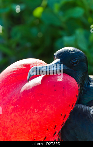 Maschio adulto magnifico frigatebird (Fregata magnificens), North Seymour Island, Isole Galapagos, Ecuador Foto Stock