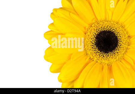 Giallo Tagete parte isolati su sfondo bianco Foto Stock