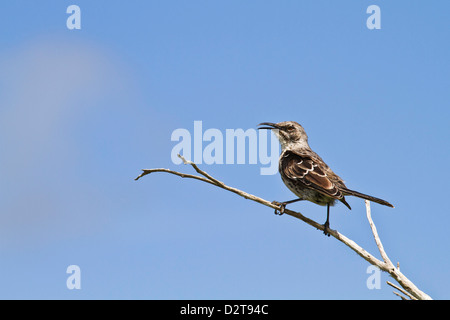 Adulto Espanola mockingbird (cappa mockingbird) (Mimus macdonaldi), all'Isola Espanola, Isole Galapagos, Ecuador, Sud America Foto Stock