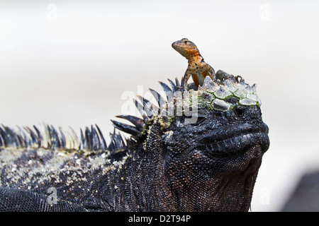 Lucertola di lava sulla sommità di marine iguana, Las Bachas, Isola di Santa Cruz, Isole Galapagos, Ecuador Foto Stock