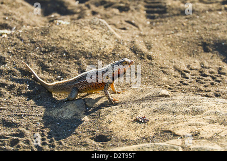 Lava maschio lizard (Microlophus spp), Las Bachas, Isola di Santa Cruz, Isole Galapagos, Ecuador, Sud America Foto Stock