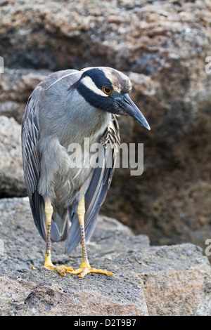 Adulto giallo-incoronato nitticora (Nyctanassa violacea), Genovesa Island, Isole Galapagos, Ecuador, Sud America Foto Stock