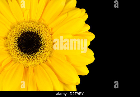 Giallo Tagete parte isolati su sfondo nero Foto Stock