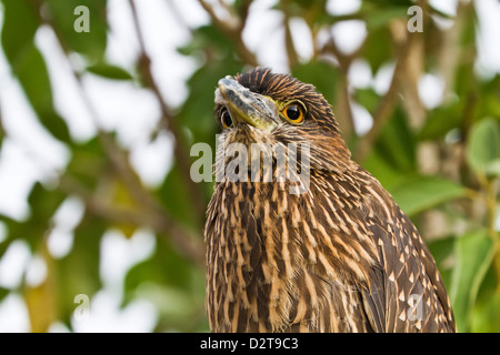 I capretti giallo-incoronato nitticora (Nyctanassa violacea), Genovesa Island, Isole Galapagos, Ecuador, Sud America Foto Stock