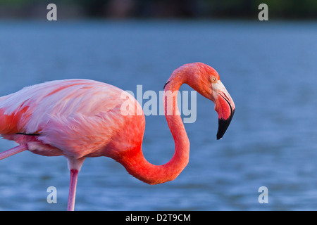 Fenicottero maggiore (Phoenicopterus ruber), Las Bachas, Isola di Santa Cruz, Isole Galapagos, Ecuador, Sud America Foto Stock