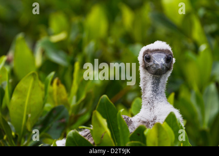 Rosso-footed booby (Sula sula) pulcino, Genovesa Island, Isole Galapagos, Ecuador, Sud America Foto Stock