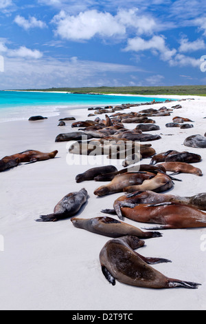 Le Galapagos i leoni di mare (Zalophus wollebaeki), Baia Gardner, all'Isola Espanola, Isole Galapagos, Ecuador Foto Stock